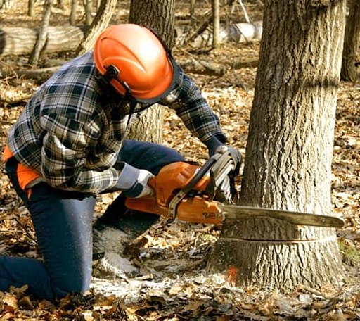 Tree Removal in Hustler, WI